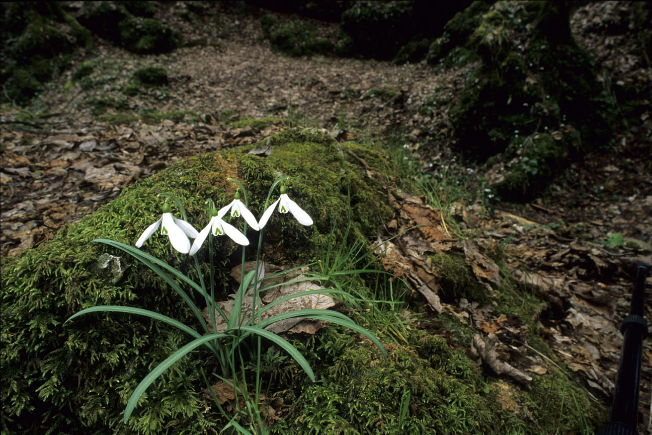 Galanthus nivalis / Bucaneve